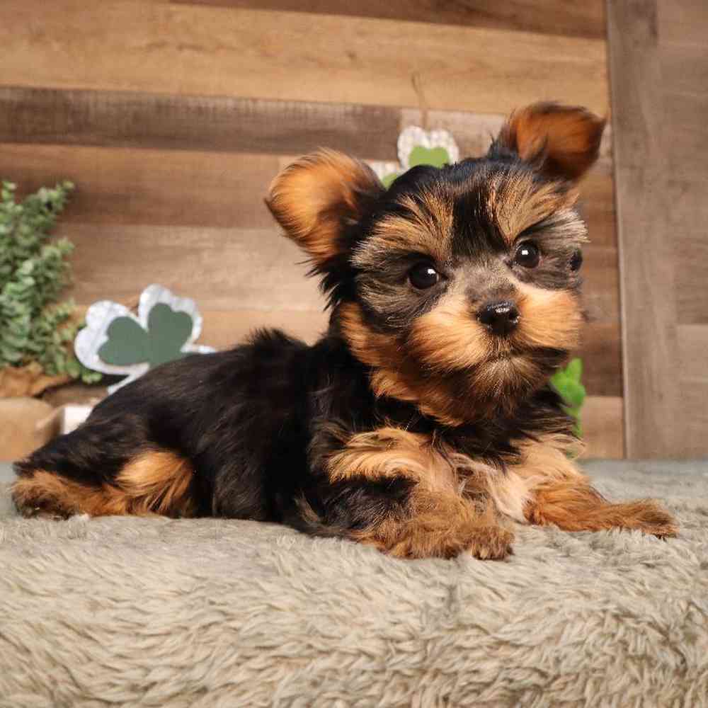 Female Yorkshire Terrier Puppy for Sale in Blaine, MN