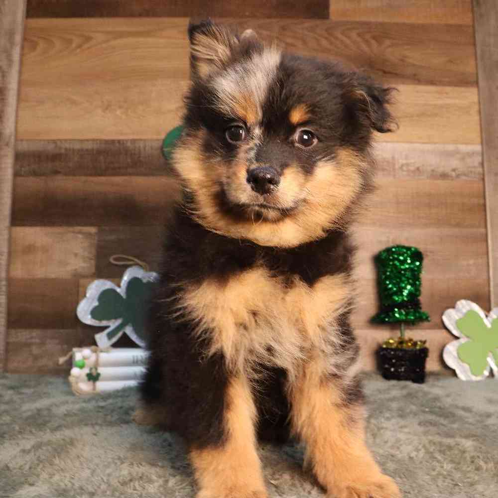Male Pomsky Puppy for Sale in Blaine, MN