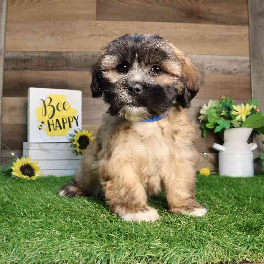 Male Lhasa Apso Puppy for Sale in Blaine, MN