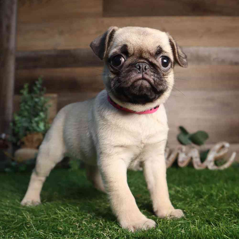 Image of a pet breed in the gallery