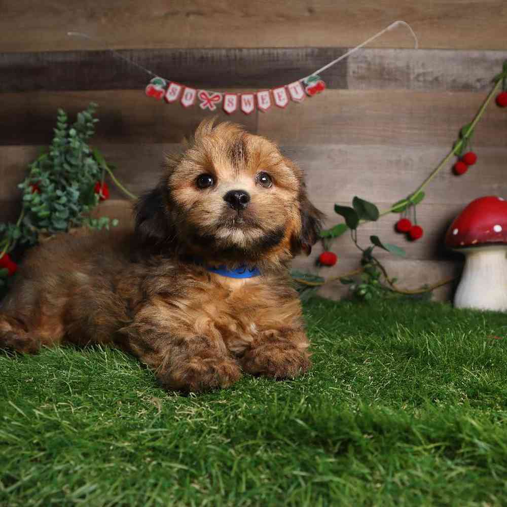 carousel pet images