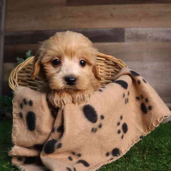 Reeses Pumpkin