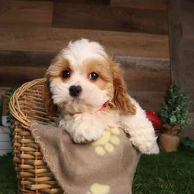 Cavapoo