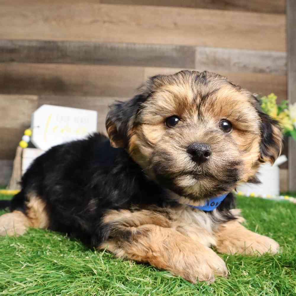 Male Yochon Puppy for Sale in Blaine, MN