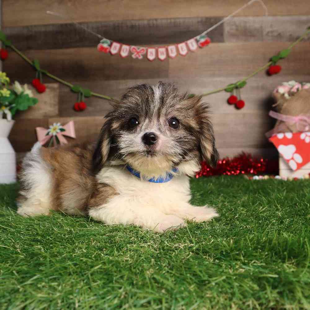 carousel pet images