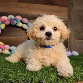 Cavapoo
