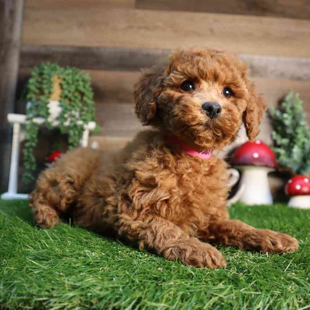 Female Mini Poodle Puppy for Sale in Blaine, MN