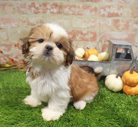 Shih Tzu