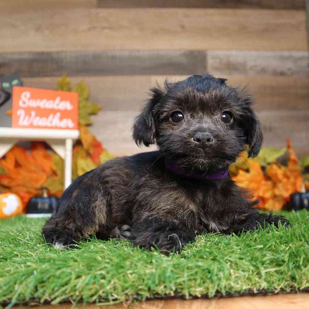 Female Yorkie-Poo Puppy for Sale in Blaine, MN