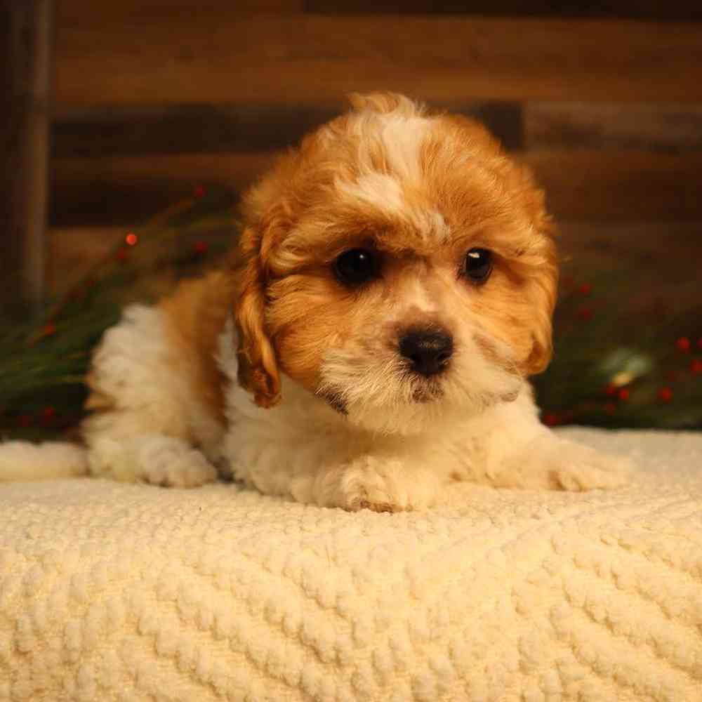 Female Teddy Bear Puppy for Sale in Blaine, MN