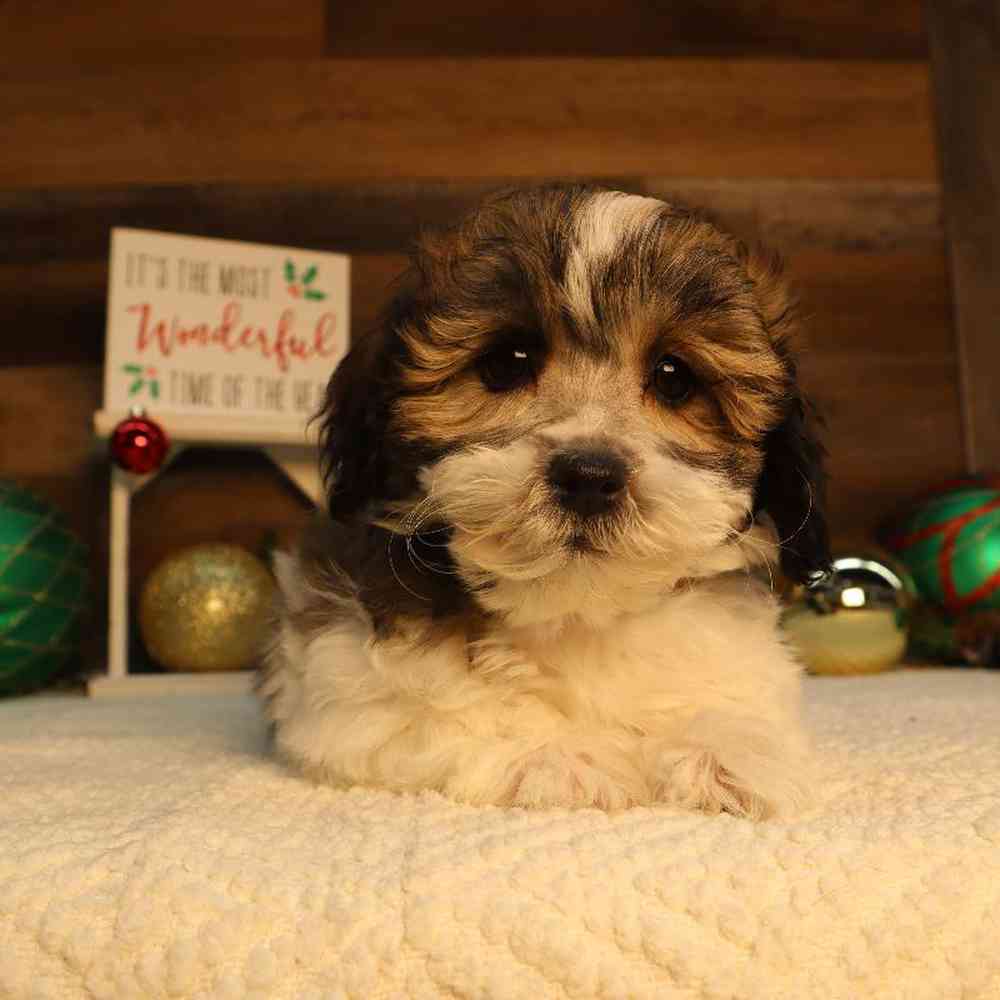 Male Teddy Bear Puppy for Sale in Blaine, MN