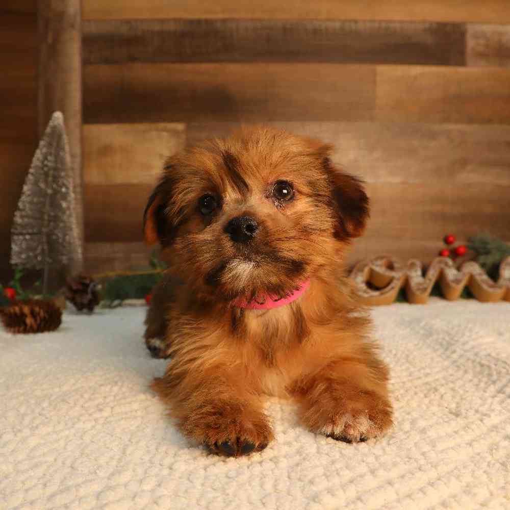 Female Shorkie Puppy for Sale in Blaine, MN