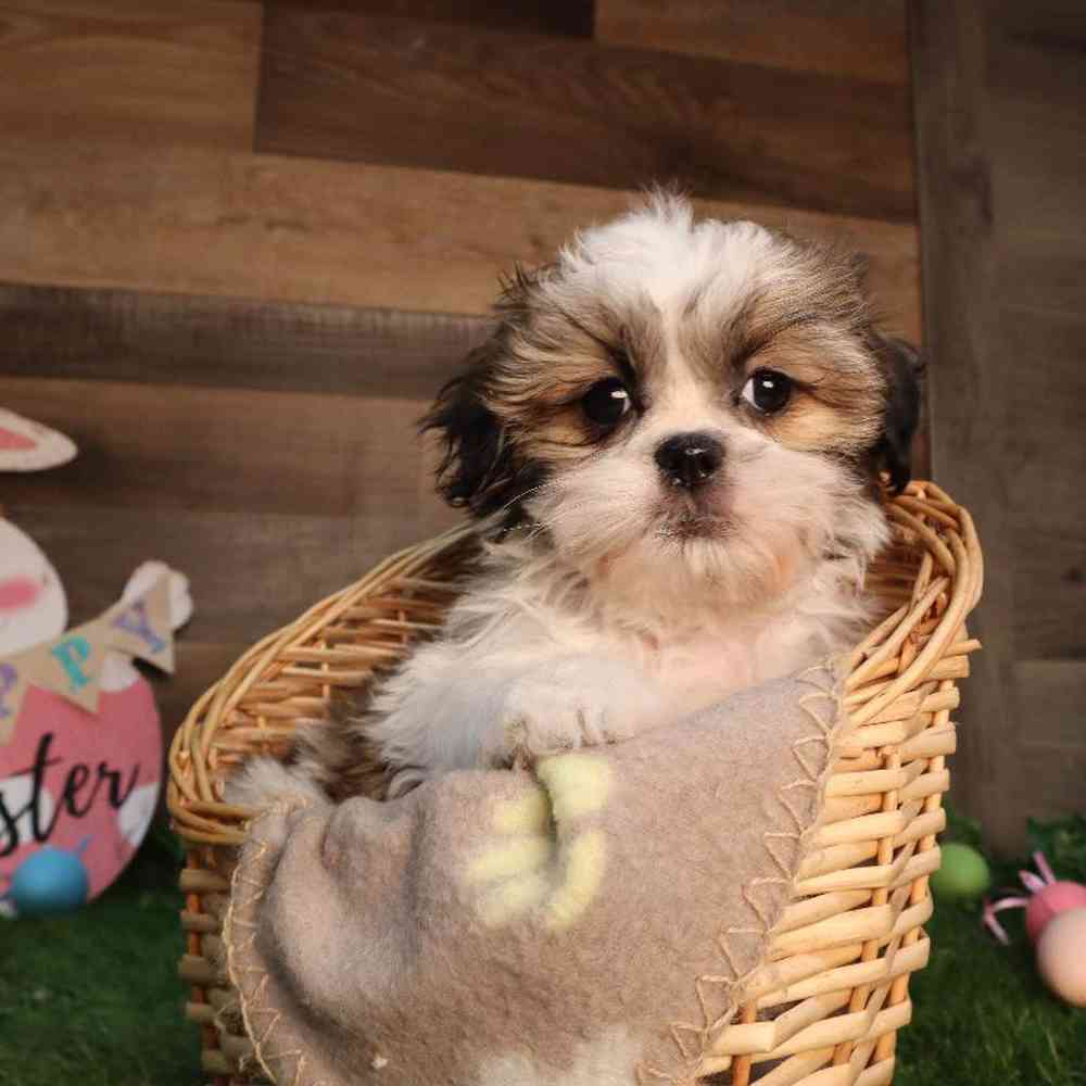 Female Shipoo Puppy for Sale in Blaine, MN