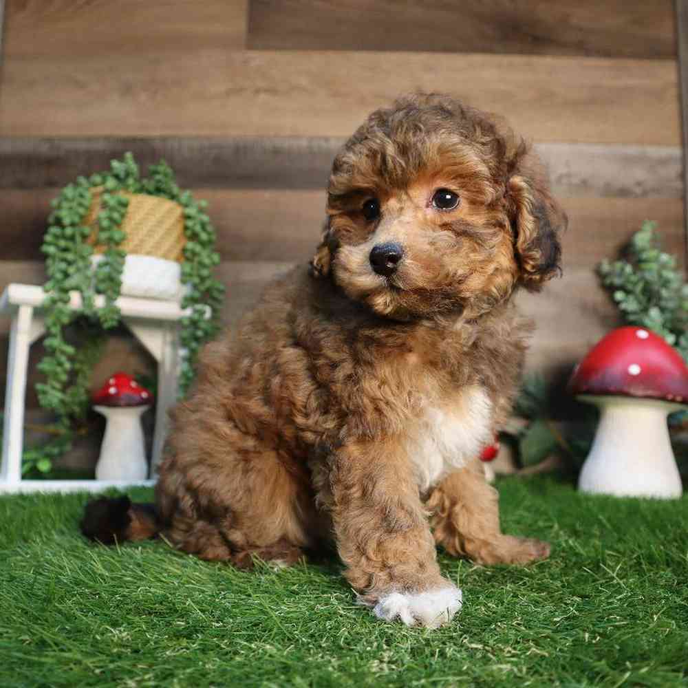 carousel pet images
