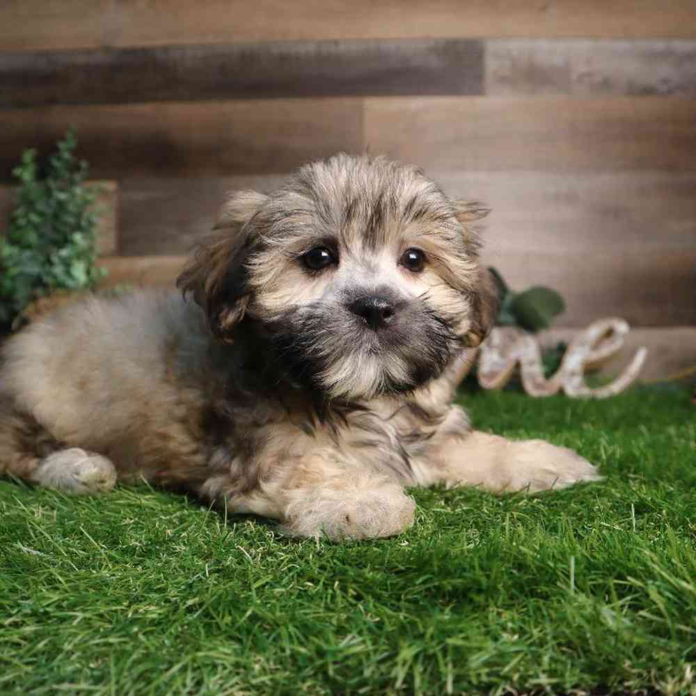 carousel pet images