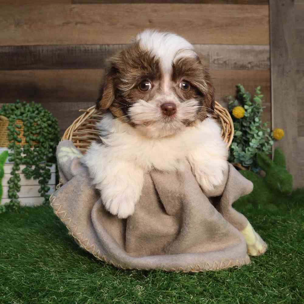Female Havanese Puppy for Sale in Blaine, MN