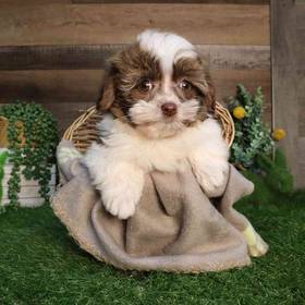 Havanese