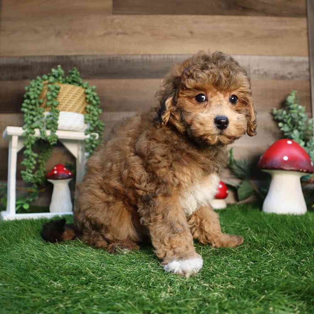 carousel pet images