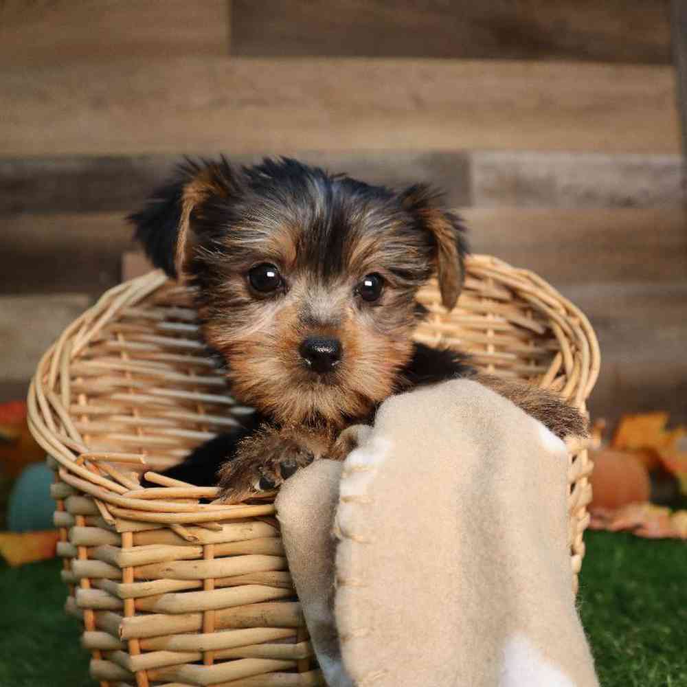 Female Yorkshire Terrier Puppy for Sale in Blaine, MN