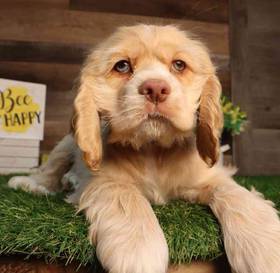 Cocker Spaniel