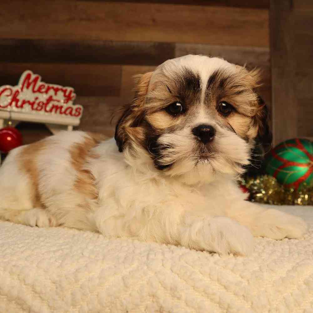 Male Malshi Puppy for Sale in Blaine, MN