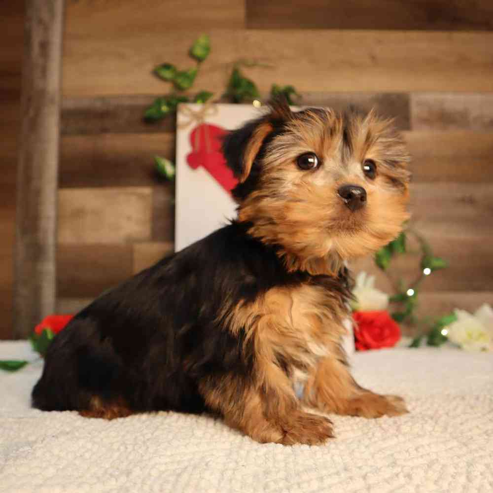 Male Yorkshire Terrier Puppy for Sale in Blaine, MN