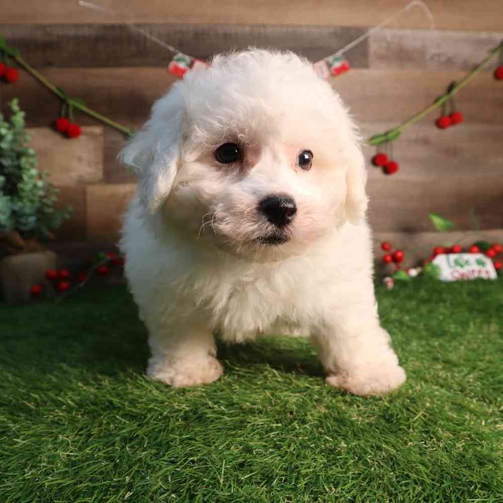 Male Bichon Frise Puppy for Sale in Blaine, MN