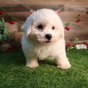 Bichon Frise