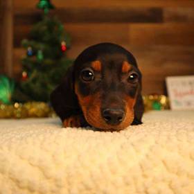 Dachshund