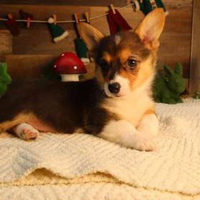 Pembroke Welsh Corgi