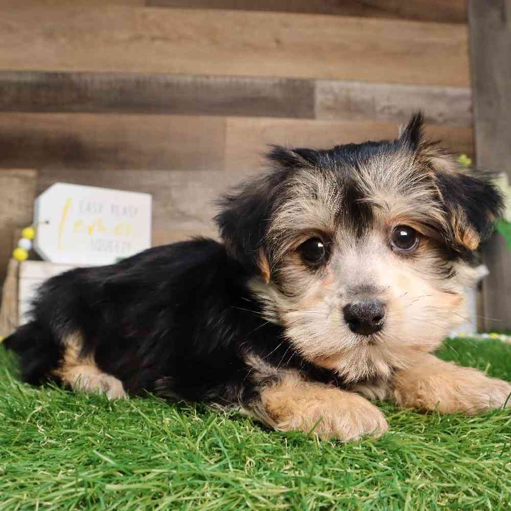 Male Morkie Puppy for Sale in Blaine, MN