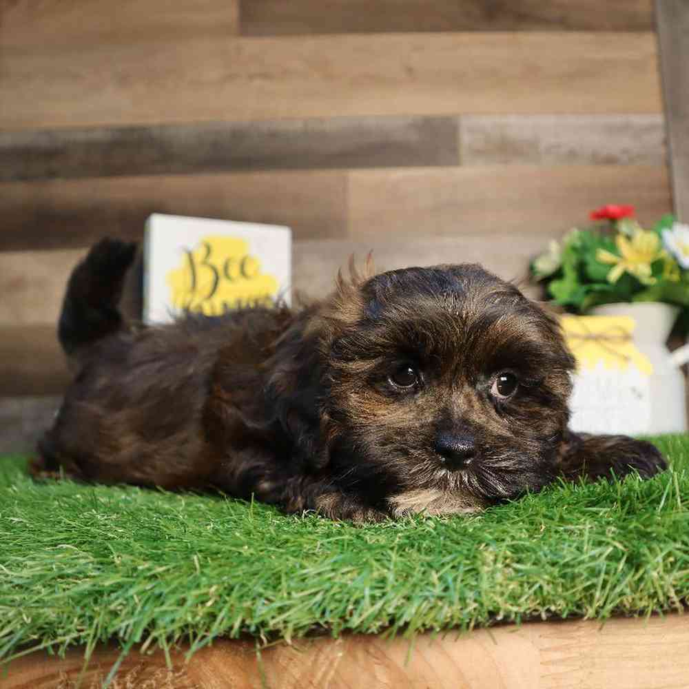 carousel pet images