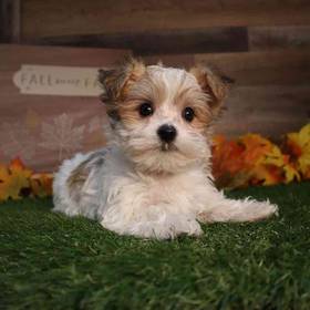 Morkie