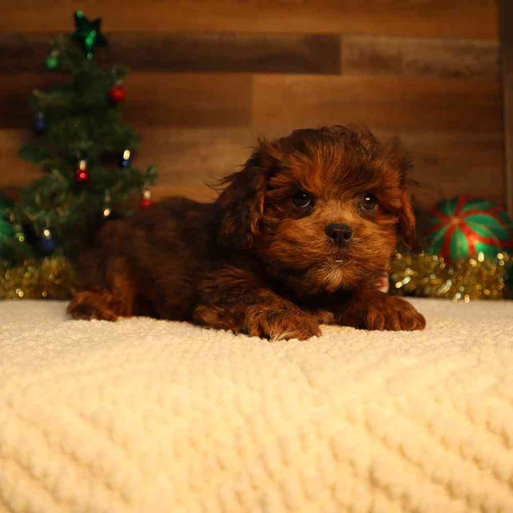 Male Shipoo Puppy for Sale in Blaine, MN