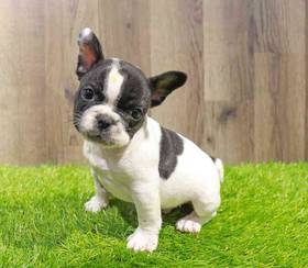 French Bulldog