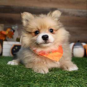 Pomeranian