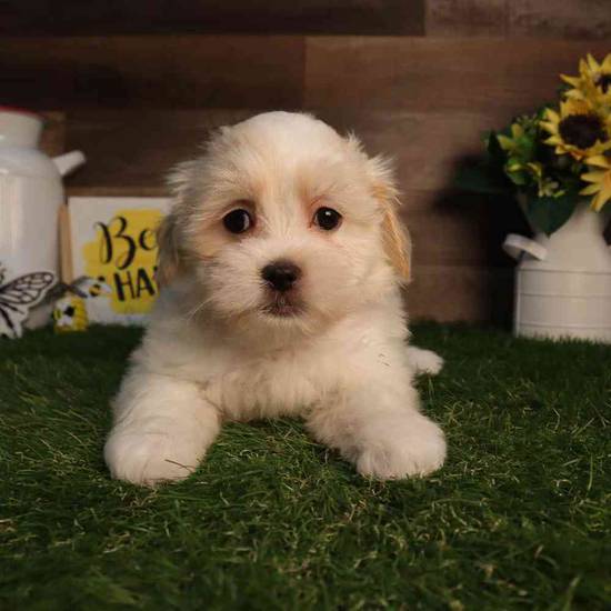 Fluff
