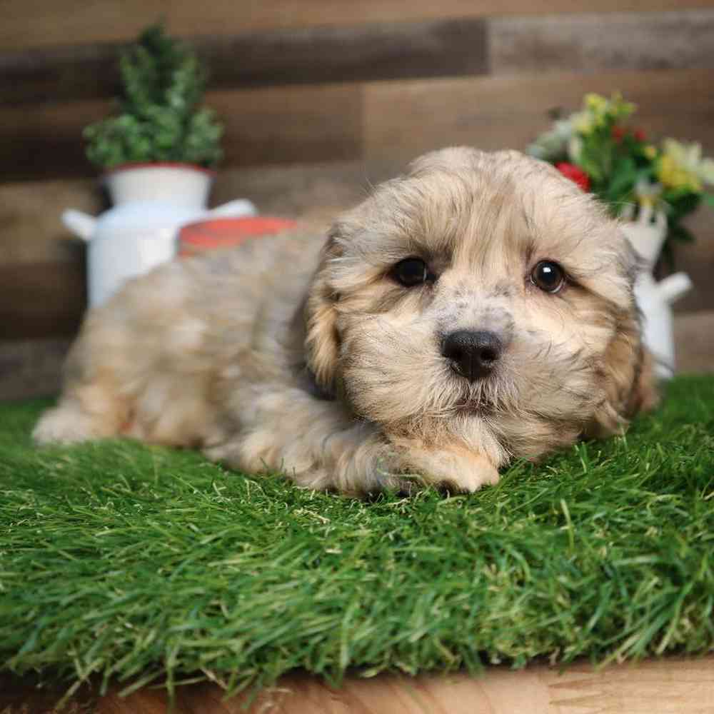 Male Shipoo Puppy for Sale in Blaine, MN
