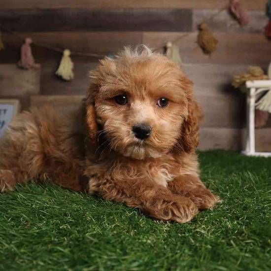 Oliver