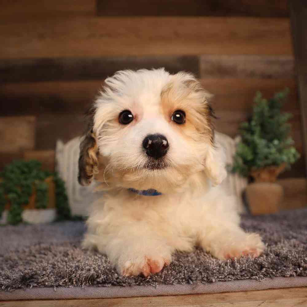 Male Yochon Puppy for Sale in Blaine, MN