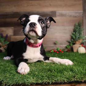 Boston Terrier