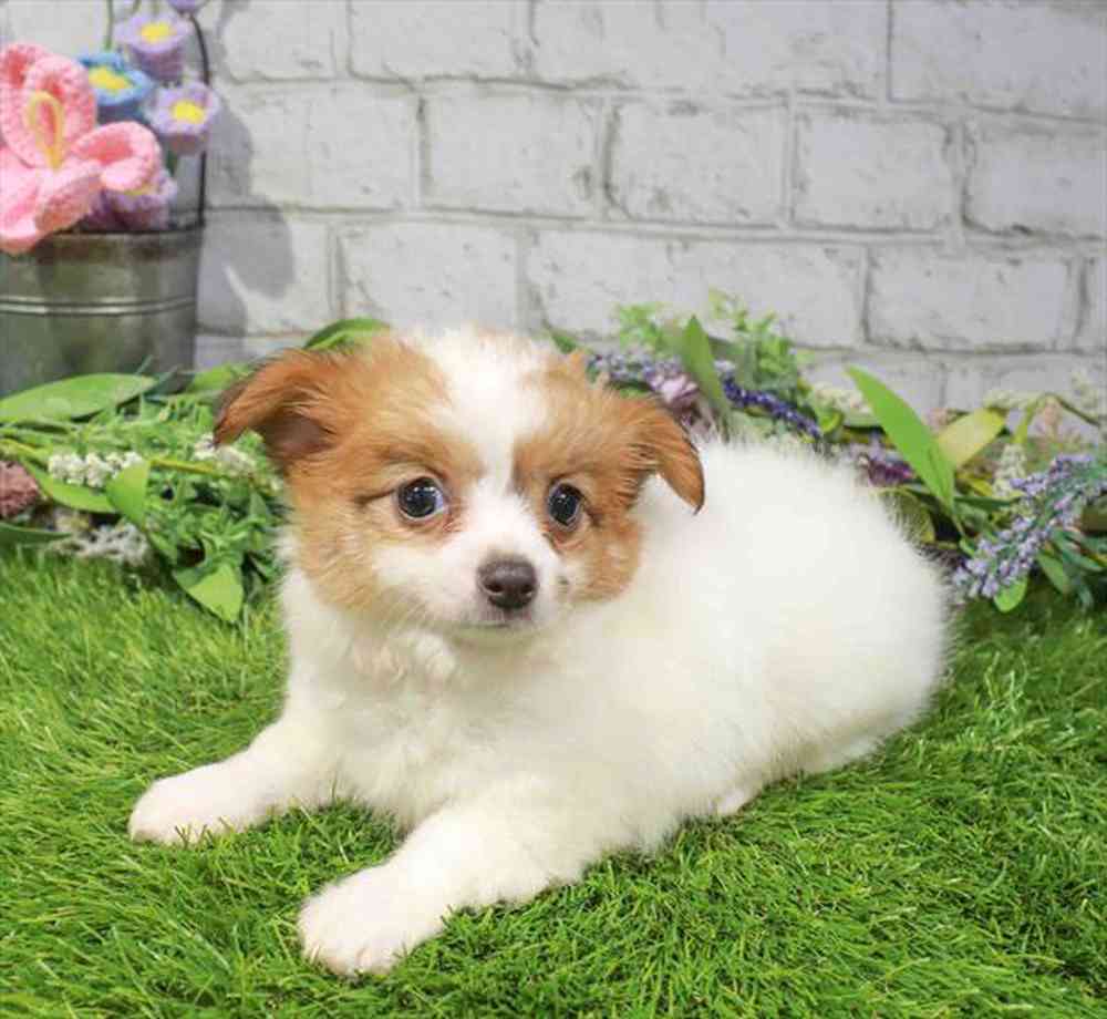 carousel pet images