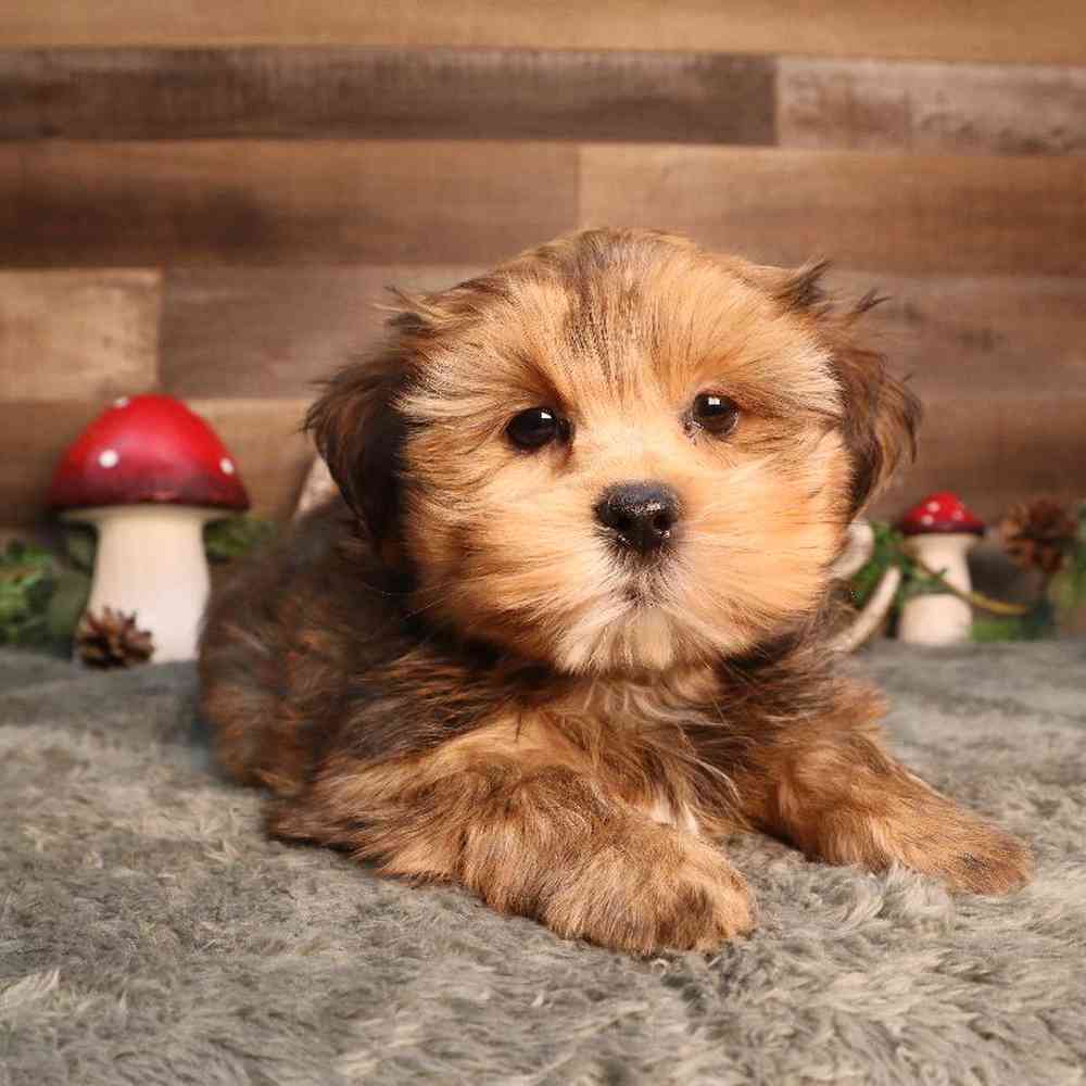 Male Shorkie Puppy for Sale in Blaine, MN