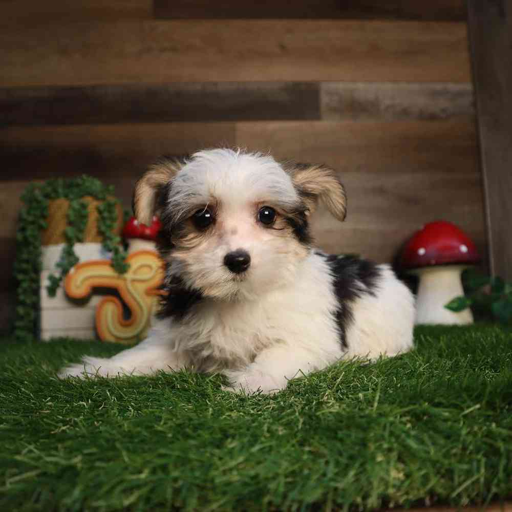 carousel pet images