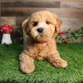 Mini Goldendoodle