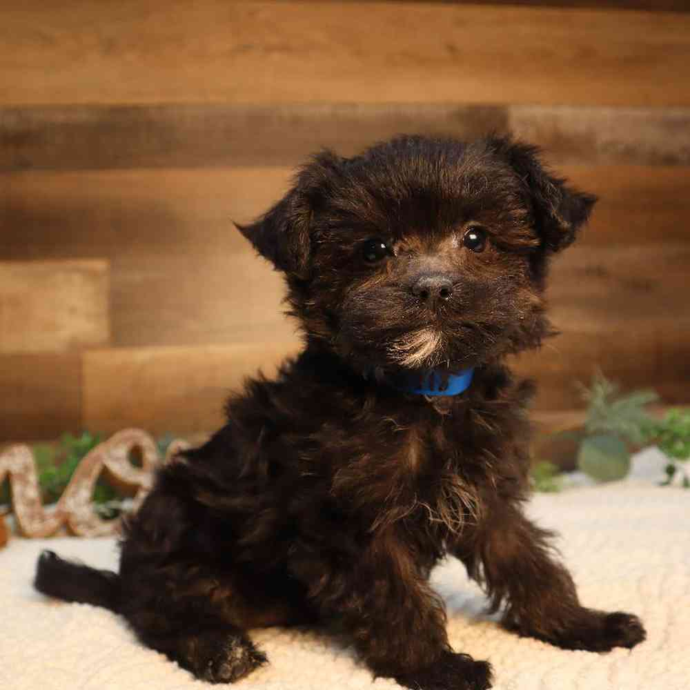 Male Bichon-Poodle-Yorkie Puppy for Sale in Blaine, MN