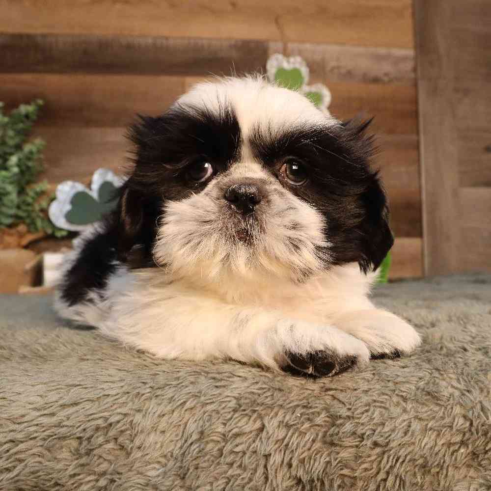 Image of a pet breed in the gallery