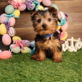 Yorkshire Terrier