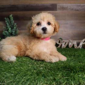 Bichon-Poo