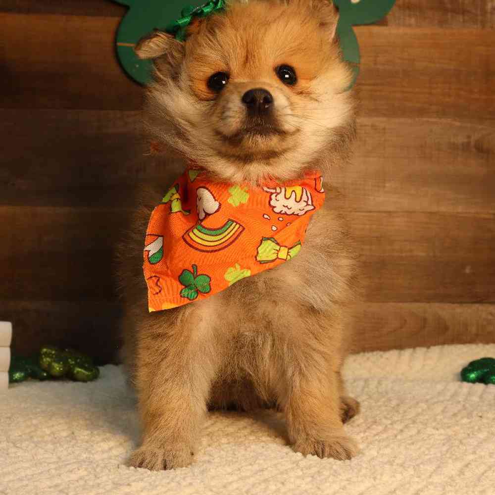Female Pomeranian Puppy for Sale in Blaine, MN